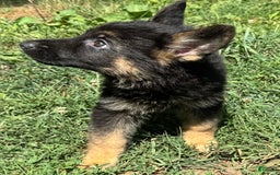German Shepherd dogs for sale: Daisy - Image 3