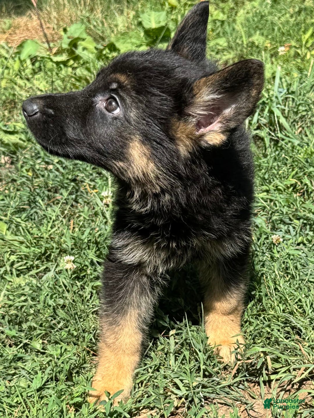 German Shepherd dogs for sale: Daisy - Image 3