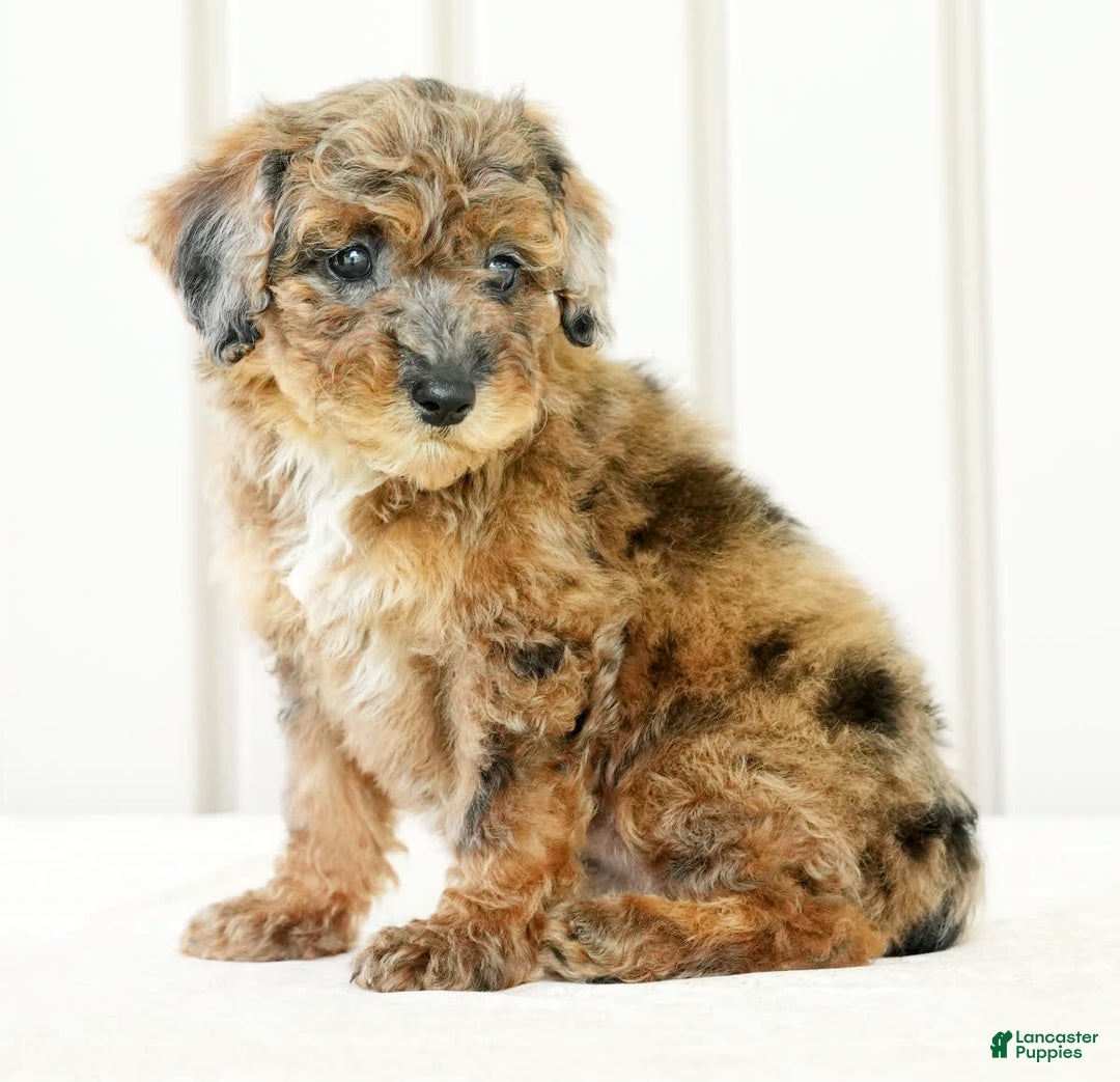 Miniature Poodle dogs for sale: Kylie - Image 4