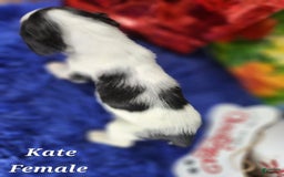 English Springer Spaniel dogs for sale: Kate - Image 3