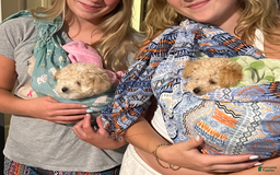 Yorkiepoo dogs for sale: Nugget - Image 2