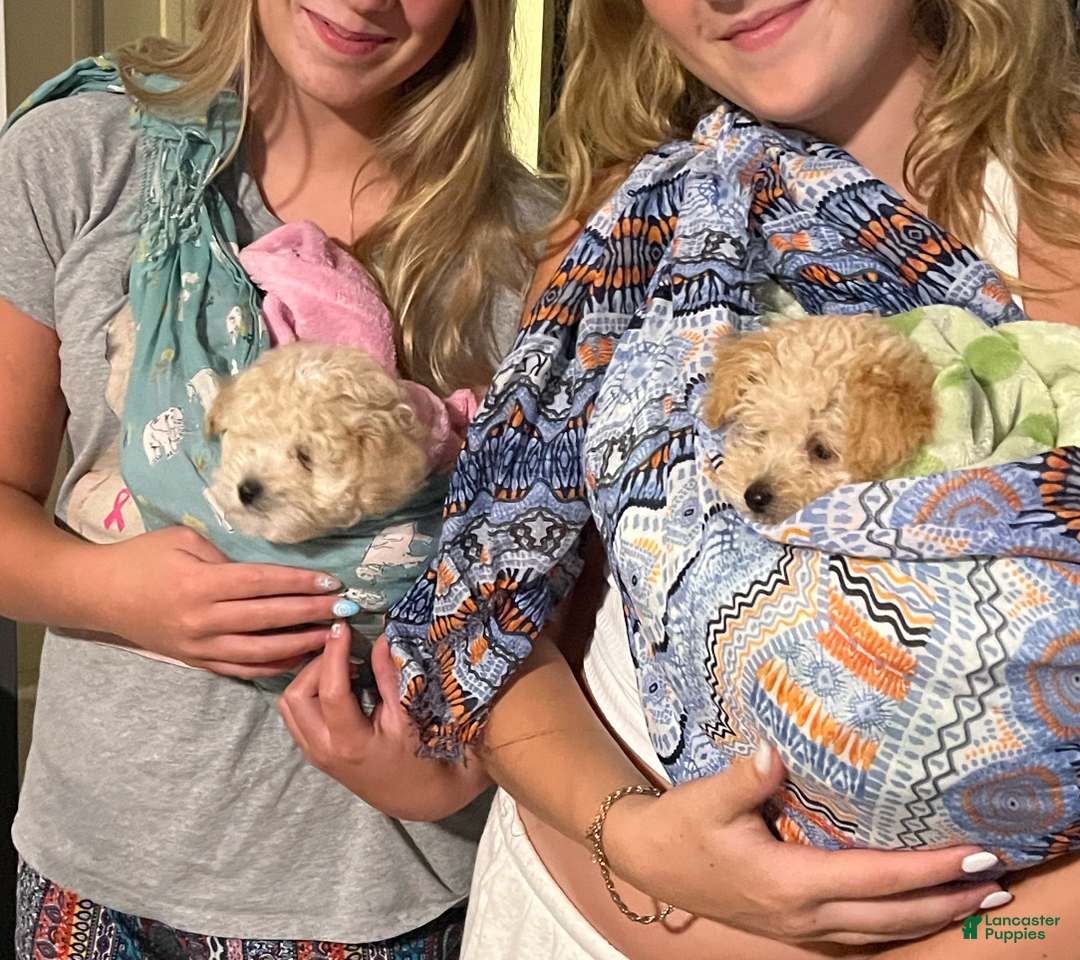 Yorkiepoo dogs for sale: Nugget - Image 2