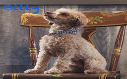 Toy Poodle dogs for sale: Summer - Image 6