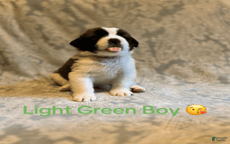 Saint Bernard dogs for sale: 14 Saints Available - Image 38