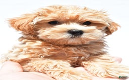 Maltipoo dogs for sale: Chloe - Image 1