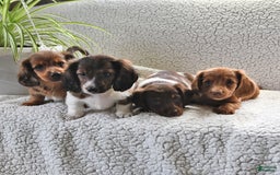 Miniature Dachshund dogs for sale: Sparkle - Image 2