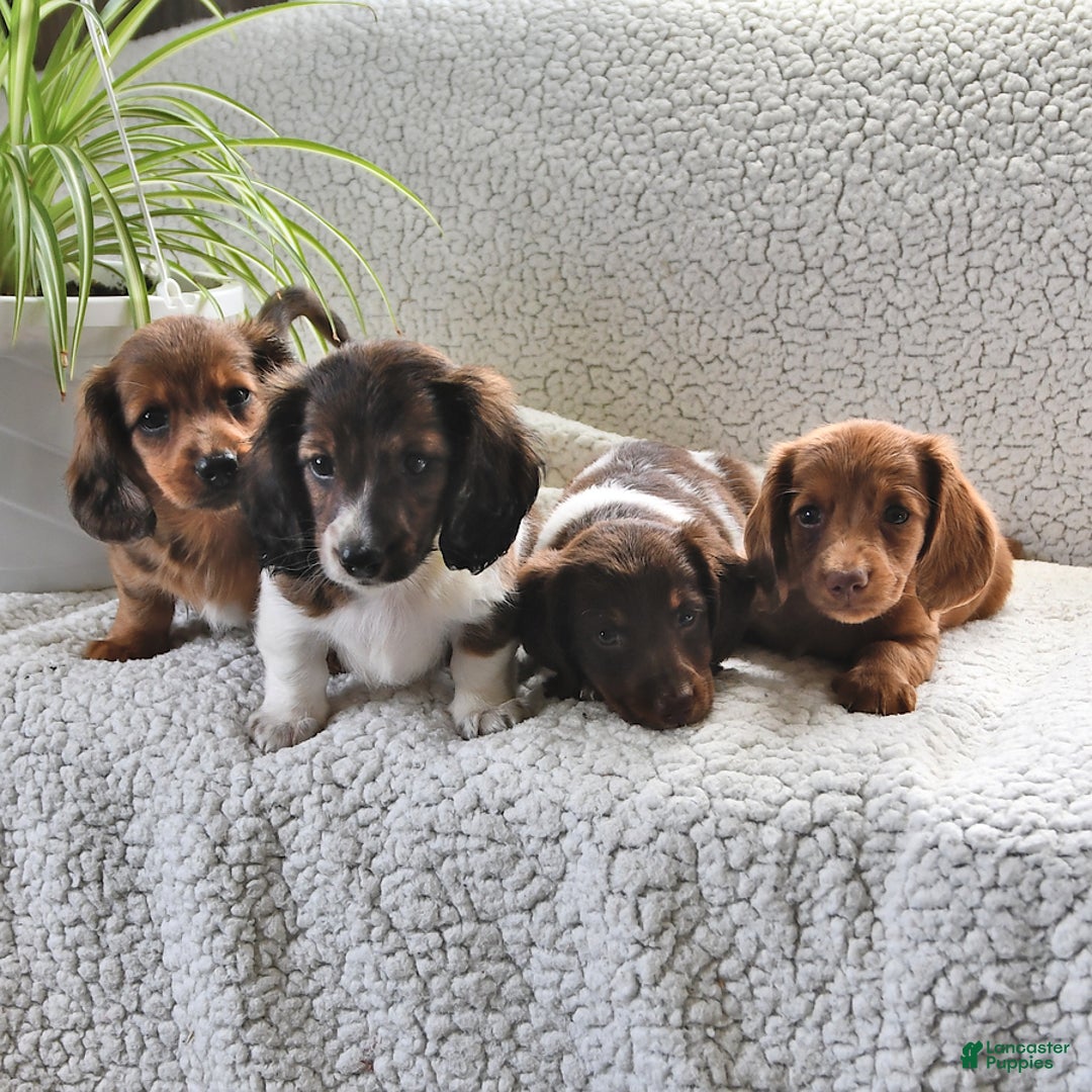 Miniature Dachshund dogs for sale: Sparkle - Image 2