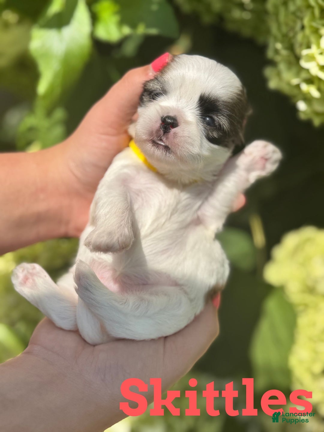 Teddy Bear dogs for sale: Skittles - Image 1