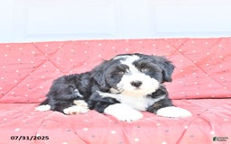 Miniature Bernese Mountain Dog dogs for sale: Mallory - Image 7