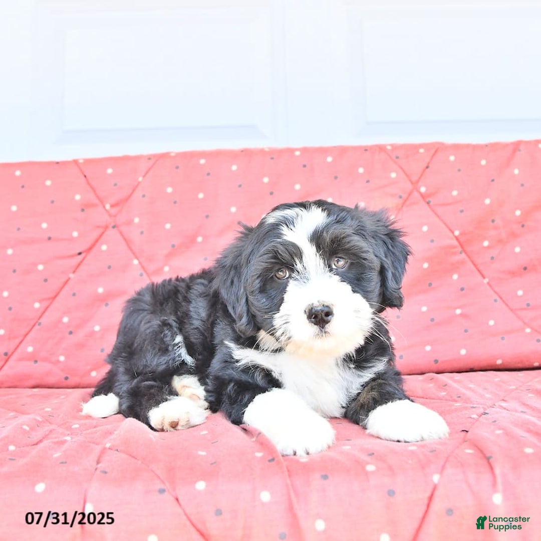 Miniature Bernese Mountain Dog dogs for sale: Mallory - Image 7