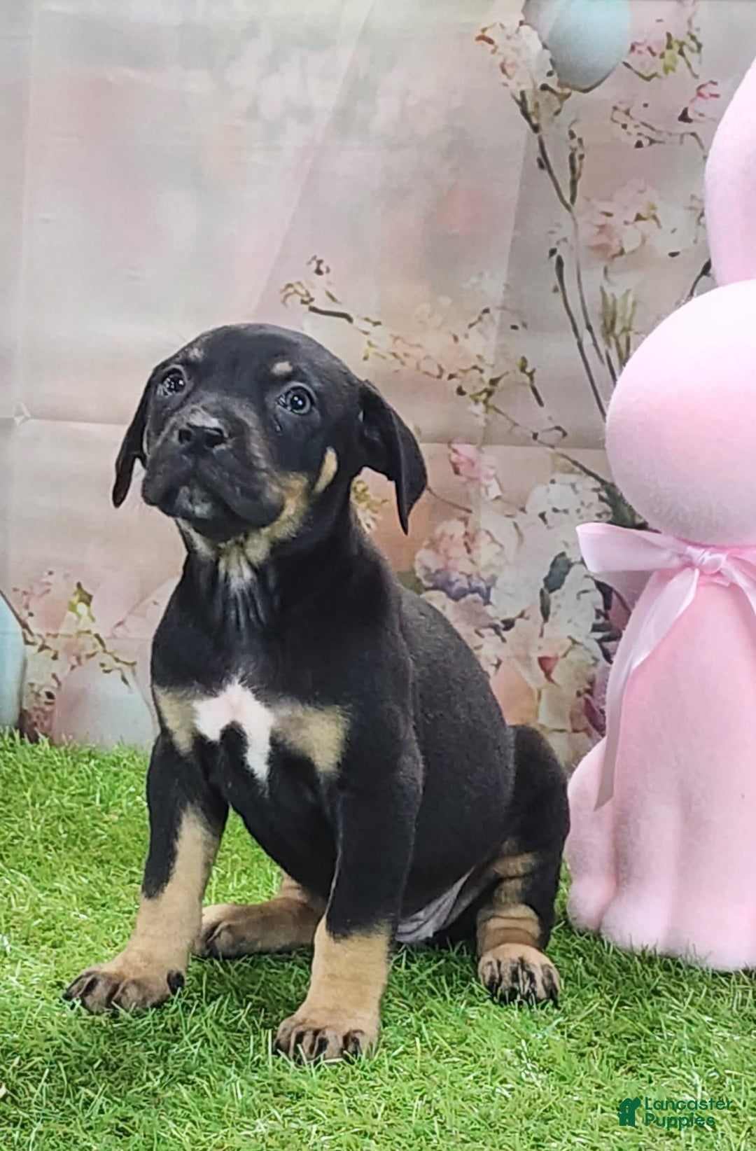 Catahoula Leopard Dog dogs for sale: Juliet 2025 F1 Catahoula Puppy - Image 2