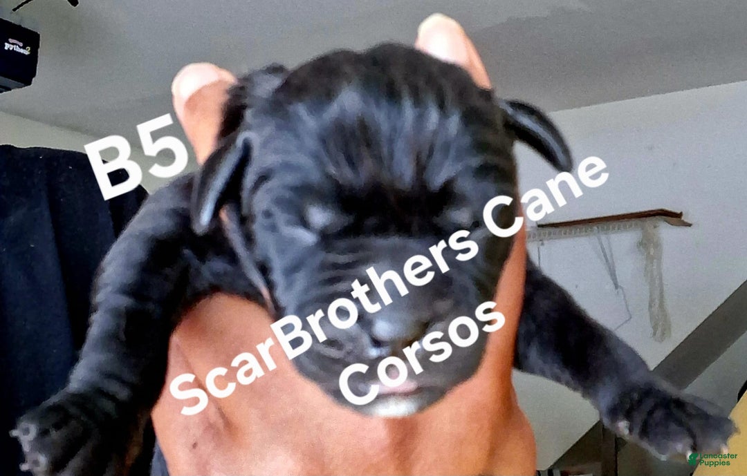Cane Corso dogs for sale: Black - Image 17