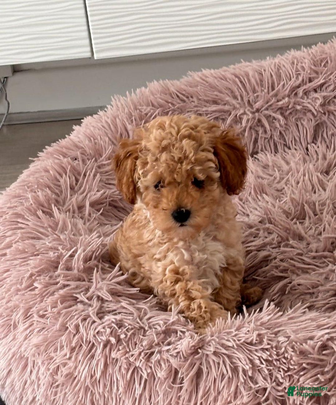 Toy Poodle dogs for sale: Queen - Image 4