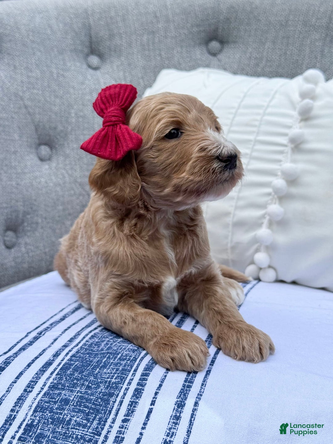 Goldendoodle dogs for sale: Virginia - Image 4