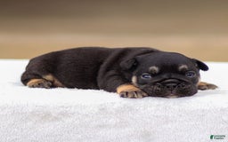 English Bulldog dogs for sale: Tatum - Image 4
