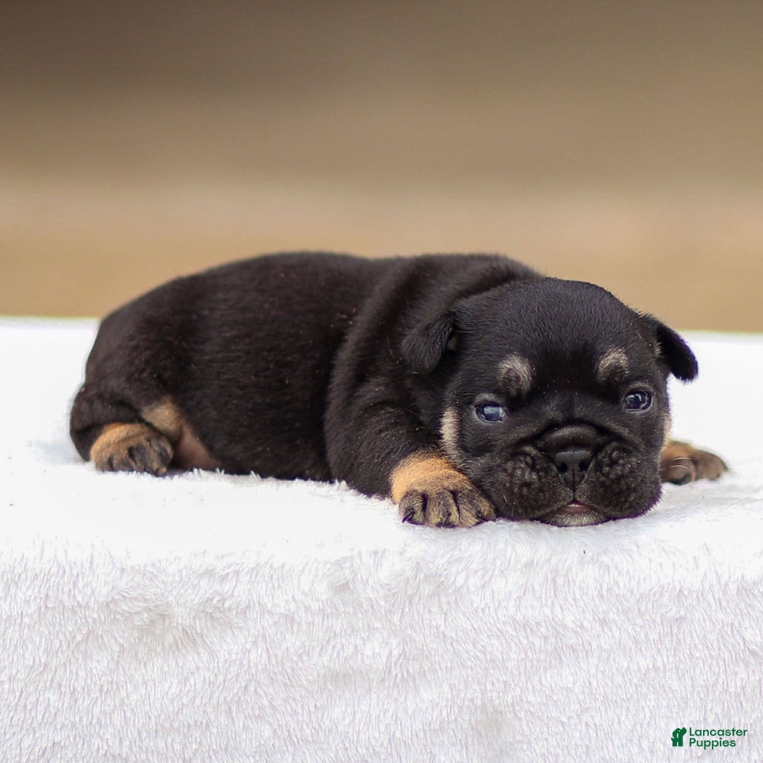 English Bulldog dogs for sale: Tatum - Image 4