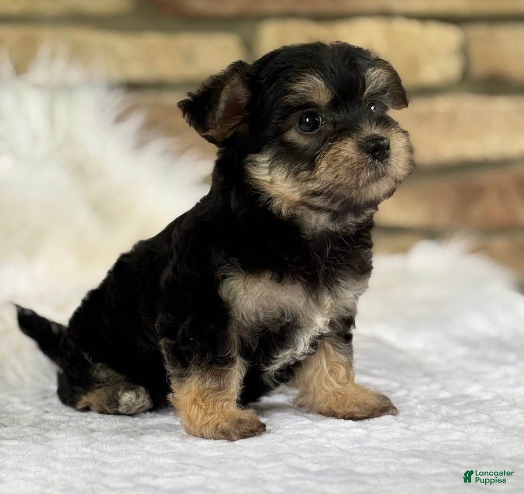 Morkie dogs for sale: Abbie - Image 8