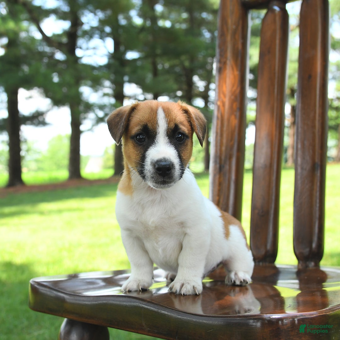 Jack Russell Terrier dogs for sale: Randy - Image 3