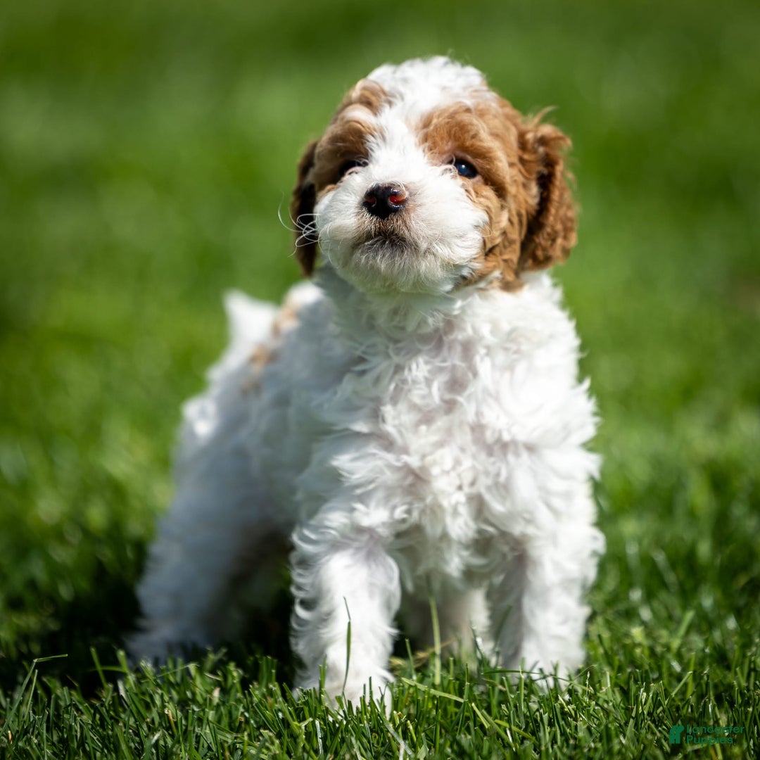 Toy Poodle dogs for sale: Pepper Lace - Image 5