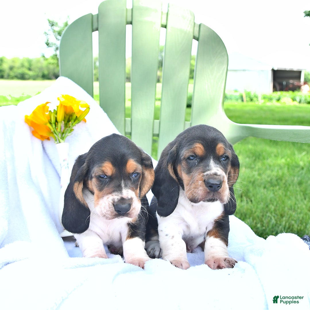 Basset Hound dogs for sale: Shanda - Image 1