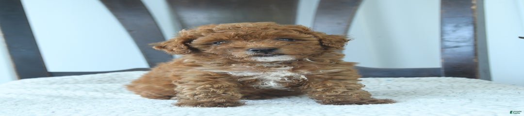 Hazel