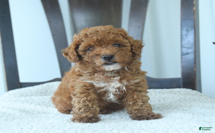 Miniature Poodle dogs for sale - Ad 3