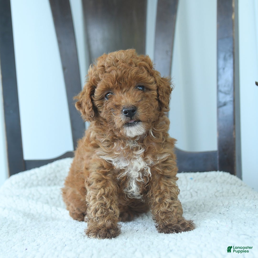 Miniature Poodle dogs for sale: Hazel - Image 4