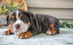 Beabull dogs for sale: Storm - Image 2