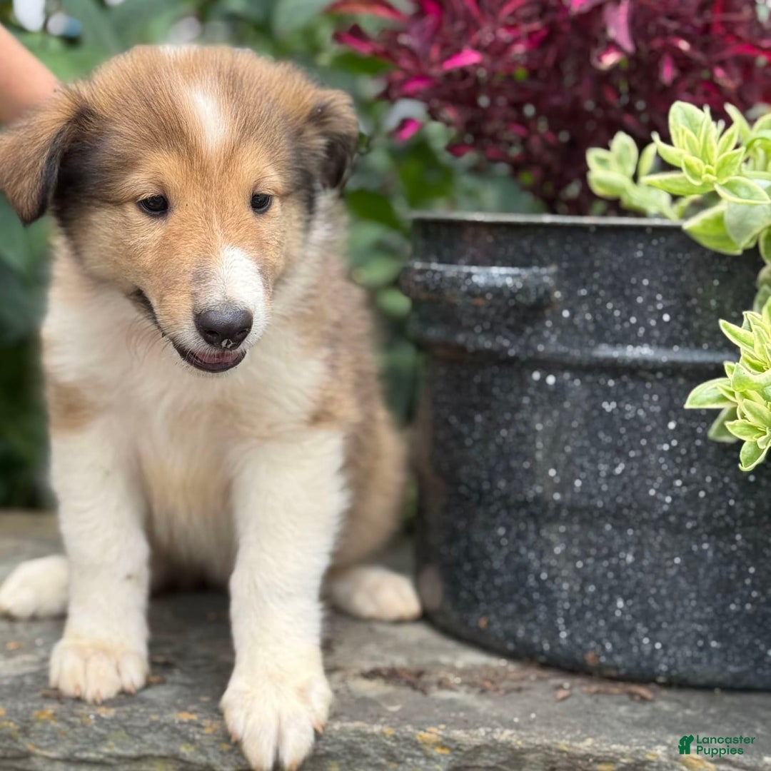 Collie dogs for sale: Albie - Image 2