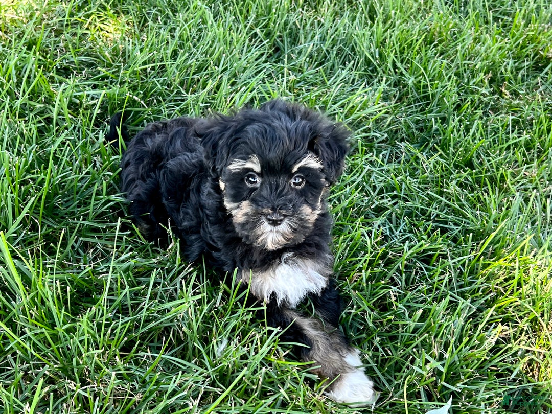 Havapoo dogs for sale: Corey - Image 1