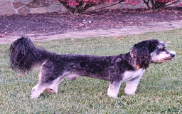 Mini Bernedoodle dogs for sale: Pepper - Image 12