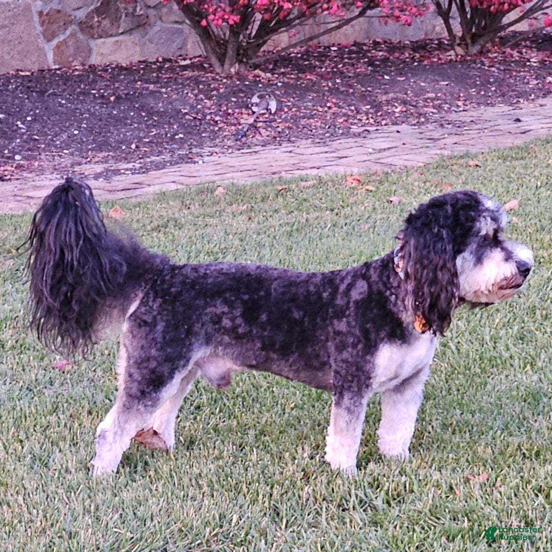 Mini Bernedoodle dogs for sale: Pepper - Image 12