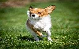 Papillon dogs for sale: Fee Fee - Image 2