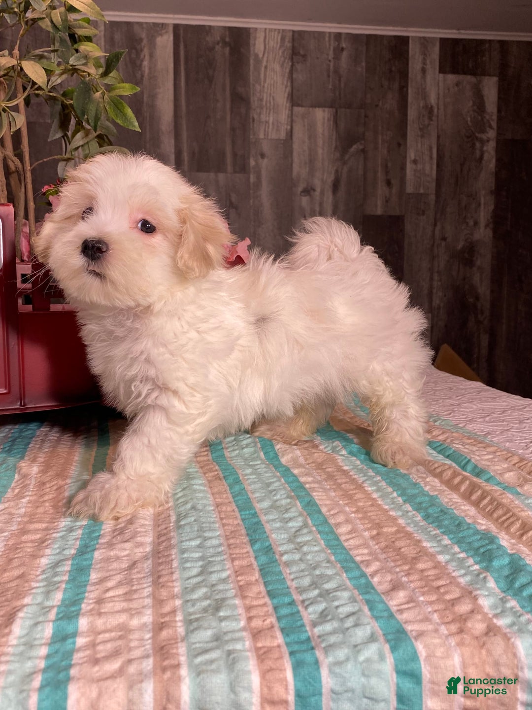 Havanese dogs for sale: Hugo - Image 4