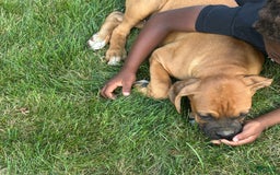 Boxer dogs for sale: Chaz - Image 7