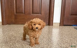Cockapoo dogs for sale: Sara - Image 1