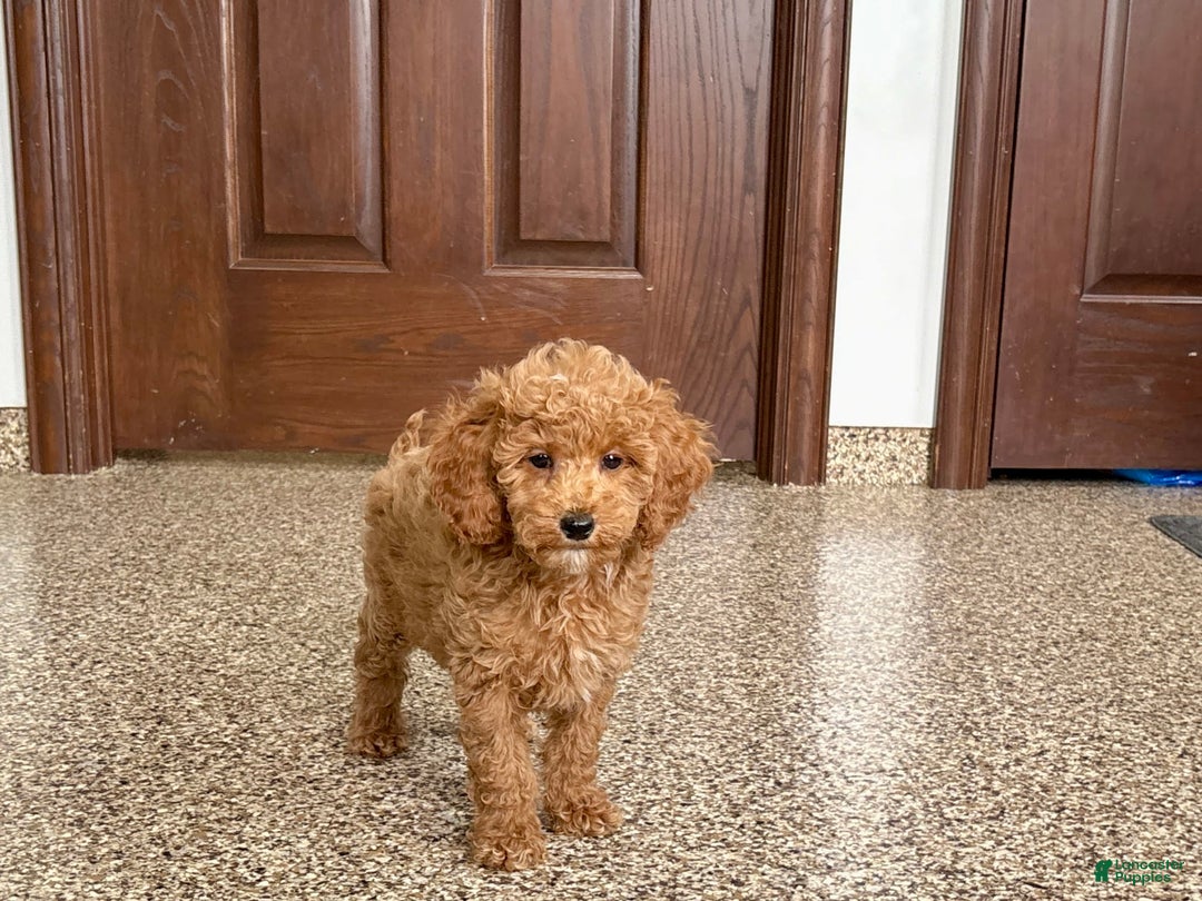 Cockapoo dogs for sale: Sara - Image 1