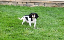 Cavapoo dogs for sale: Diego - Image 9