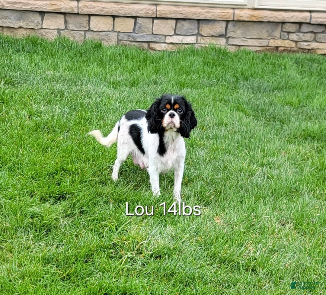 Cavapoo dogs for sale: Diego - Image 9