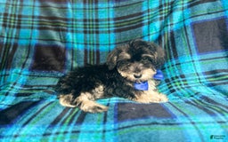 Miniature Schnauzer dogs for sale: Yota - Image 3