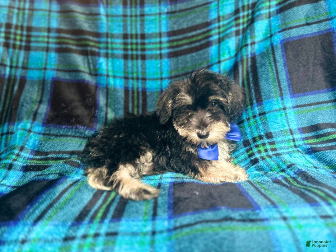 Miniature Schnauzer dogs for sale: Yota - Image 3