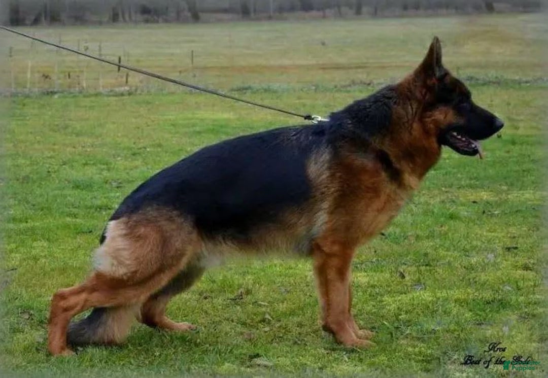German Shepherd dogs for sale: Duke - Image 7