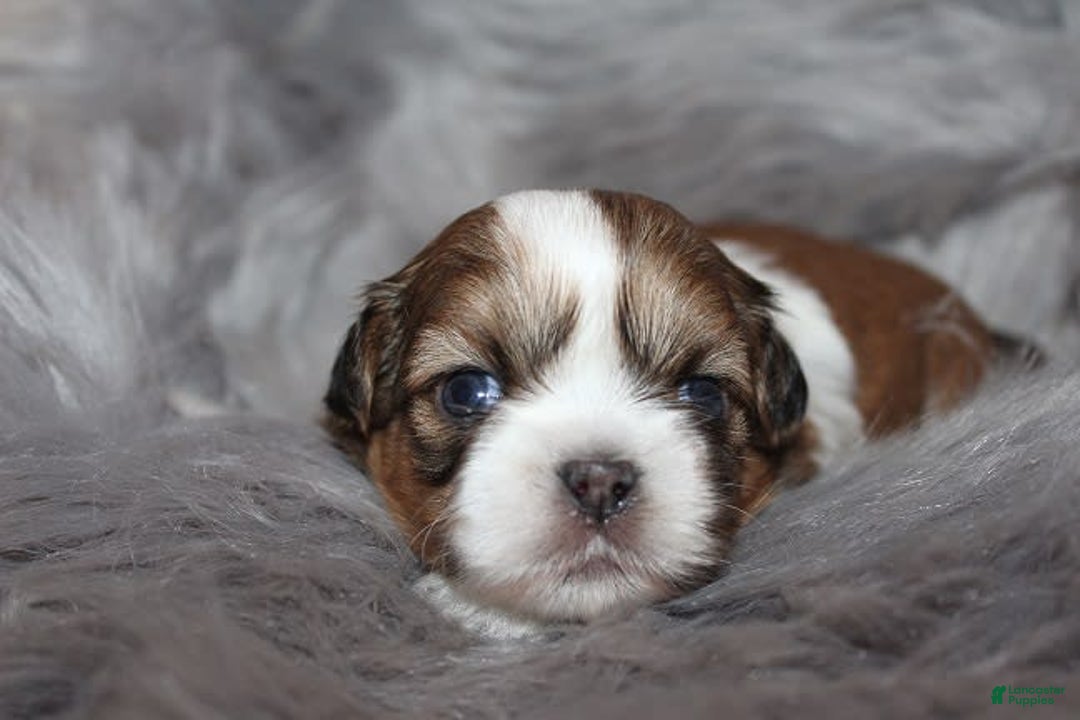 Shih Tzu dogs for sale: Anya Boy 3 - Image 7