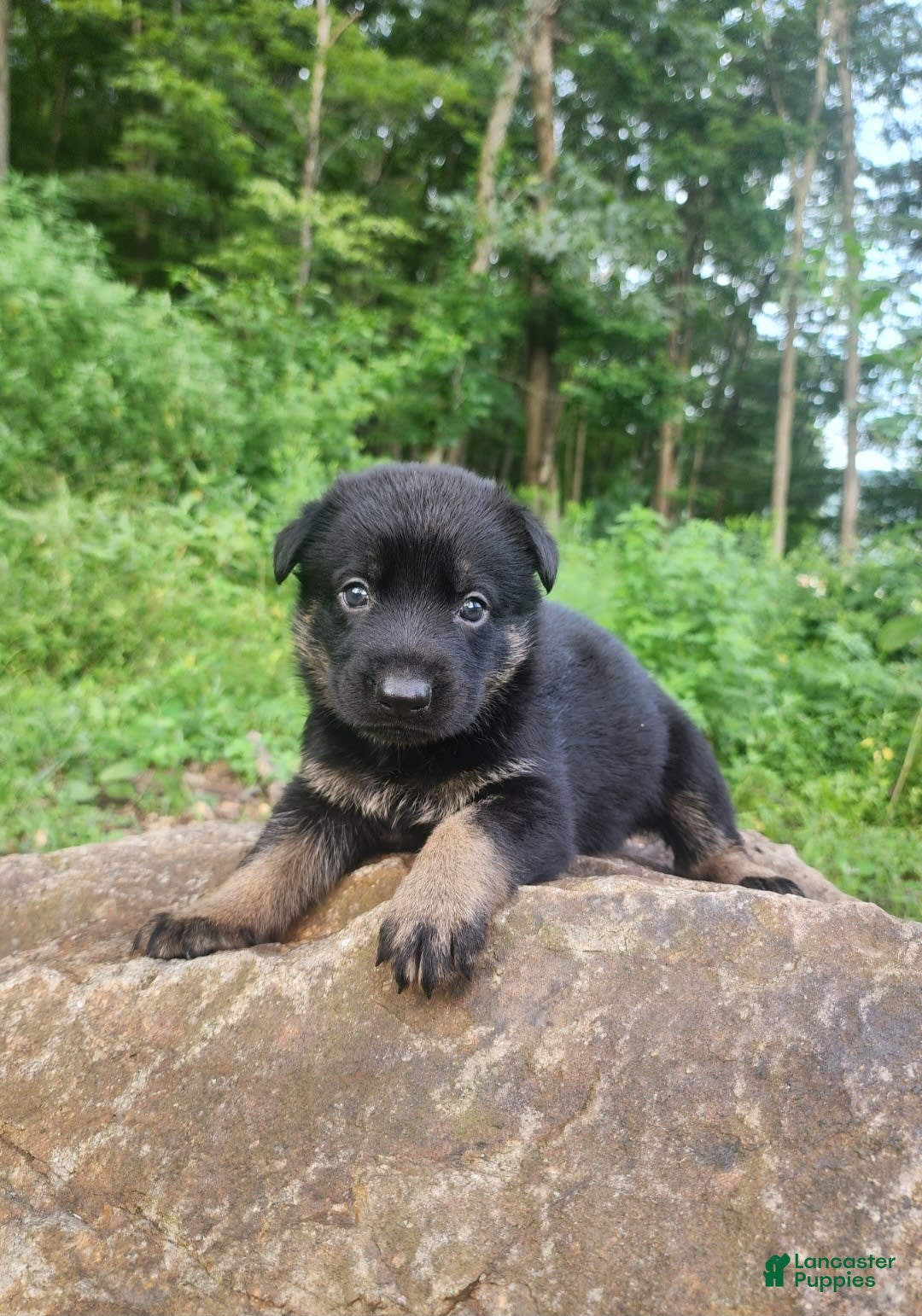 German Shepherd dogs for sale: Kat - Image 20