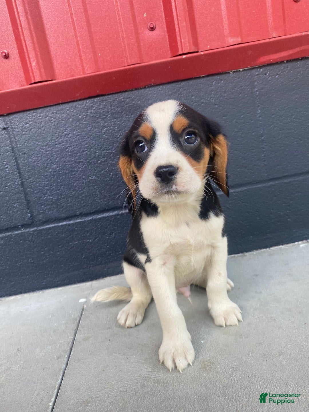 Beaglier dogs for sale: Andy - Image 5
