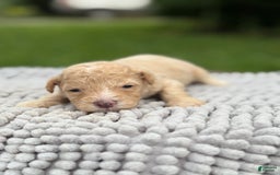 Maltipoo dogs for sale: Huxley - Image 3