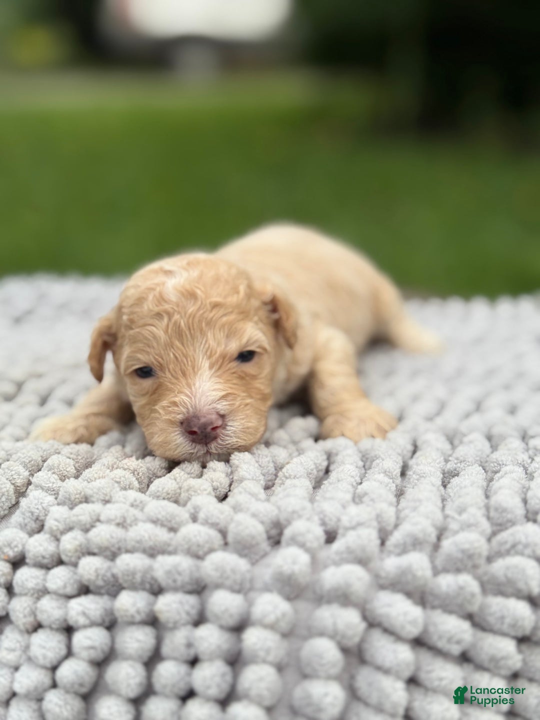 Maltipoo dogs for sale: Huxley - Image 3