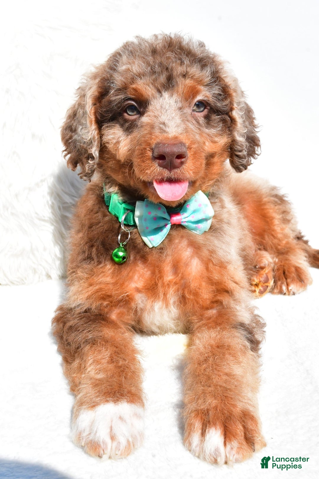 Mini Aussiedoodle dogs for sale: Ernest - Image 4