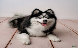 Pomsky dogs for stud: Zion Bartholomew - Image 2