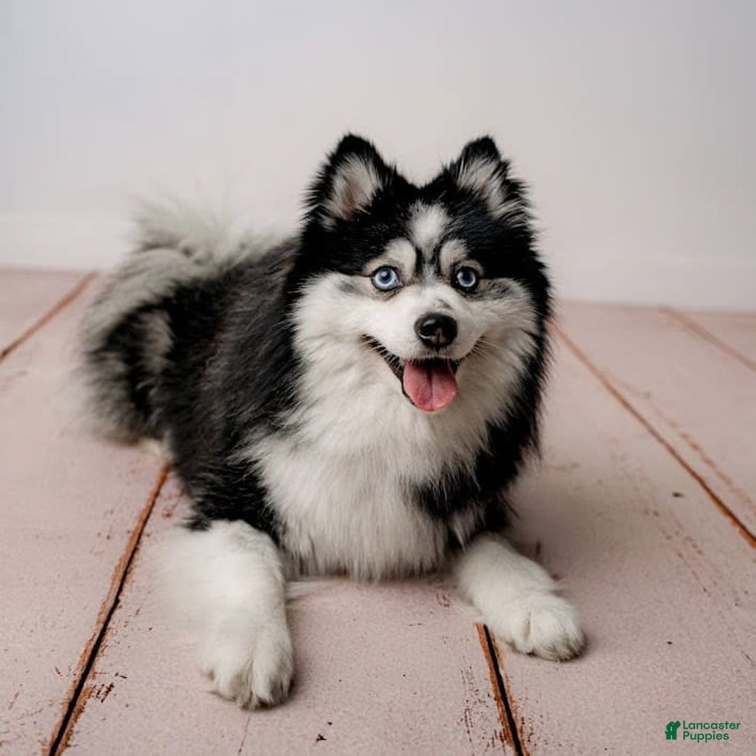 Pomsky dogs for stud: Zion Bartholomew - Image 2